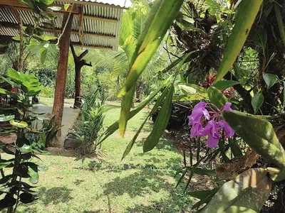 a garden with a bunch of plants and a purple flower at su cabaña Río Celeste in Rio Celeste