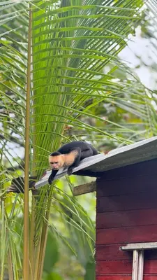 a bird sitting on the roof of a house at Cabaña Vacal Wifi, beach front #2 in Uvita