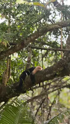 a monkey is sitting on a tree branch at Cabaña Vacal Wifi, beach front #2 in Uvita