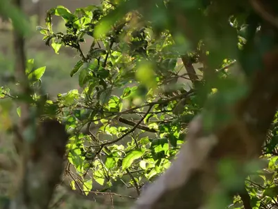 a tree with green leaves in the foreground at Casa Tucan in Aguas Zarcas
