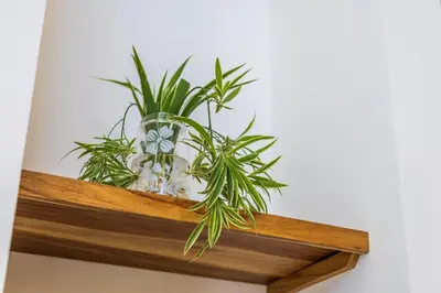 a plant in a glass vase on a wooden shelf at Casa Paraiso de Ballenas in Uvita