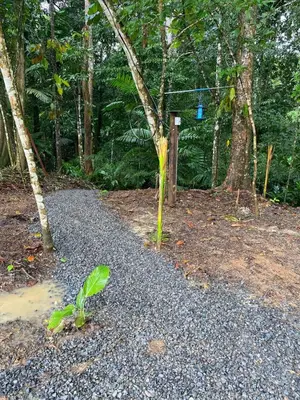 a small tree in the middle of a forest at El Nido del Tucan Rio Celeste in El Achiote