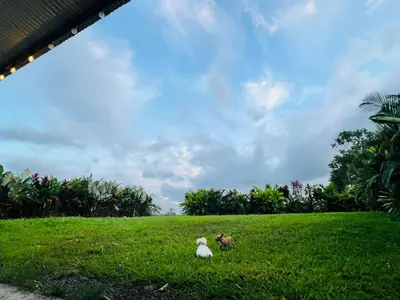 two animals sitting in the grass in a field at Teyú Green Cottage in Cuatro Esquinas