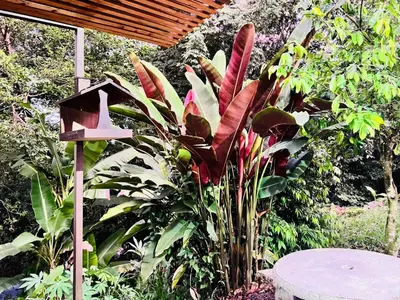 a garden with a table and a bunch of plants at Teyú Green Cottage in Cuatro Esquinas