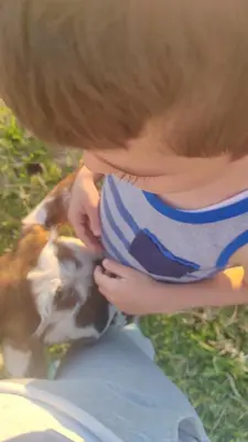a young boy is playing with a dog at Habitación Privada Casa Montaña Monteverde Tilarán in Sierra