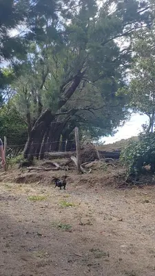a black cat walking in a field next to a tree at Habitación Privada Casa Montaña Monteverde Tilarán in Sierra