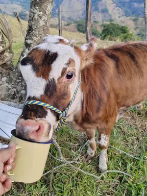 a person holding a cup in front of a cow at Habitación Privada Casa Montaña Monteverde Tilarán in Sierra