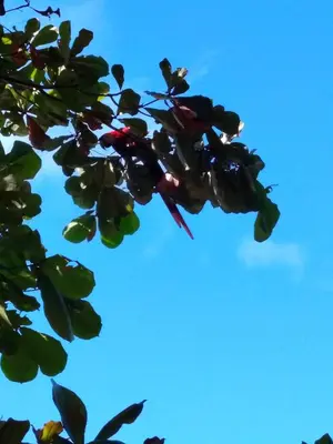 a couple of birds perched on a tree branch at SJO airport eco-Escape, Villa Lapa 5 & Pool in Tivives