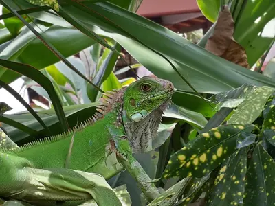 a green lizard is sitting in a plant at Hotel Pochote Grande in Jacó