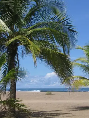 a palm tree on a beach with the ocean at Hotel Pochote Grande in Jacó