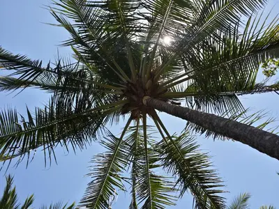 a palm tree with the sky in the background at Hotel Pochote Grande in Jacó