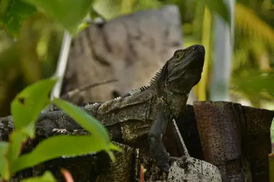a lizard sitting on top of a log at Hotel Pochote Grande in Jacó