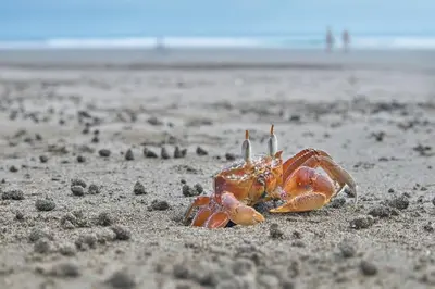 aquartered crab on a beach on the sand at Mariposa Monarca in Esterillos