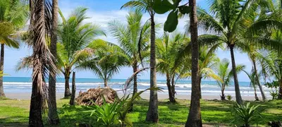 a group of palm trees on a beach with the ocean at Casa Mariposa in Esterillos