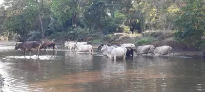 a herd of cattle walking in the water at Peace at the Beach in Sámara