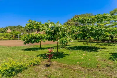 a group of trees in a field of grass at Ciudad del Mar 70 in Jacó