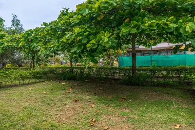 a tree in a field next to a fence at Ciudad del Mar 70 in Jacó