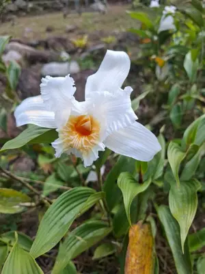 a close up of a white flower on a plant at Aire Agua y Naturaleza in Guácimo