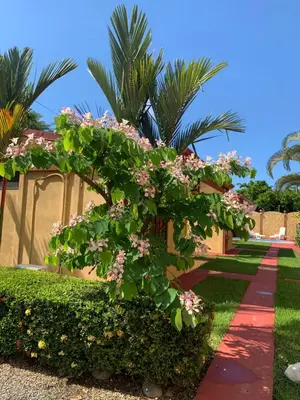 a tree with pink flowers on a sidewalk at Villas BRENES in Uvita