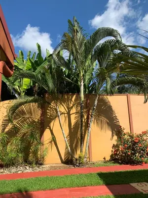 a couple of palm trees in front of a fence at Villas BRENES in Uvita
