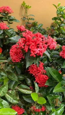a bush of red flowers with green leaves at Villas BRENES in Uvita