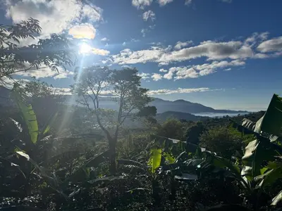 a view of the jungle with the sun in the sky at La Cabaña de Tuto Estate Coffees in San Pablo
