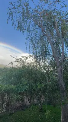 a tree in the middle of a field at La Cabaña de Tuto Estate Coffees in San Pablo