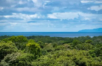 a view of the ocean from the forest at Fruta mango # 3 in Playa Guacalillo
