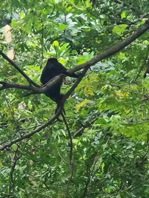 a black bird sitting on a tree branch at Pacific Glamp in Potrero