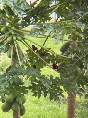 a bunch of green bananas hanging from a tree at Colina Wilson in Santa Teresa