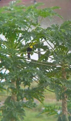 a yellow bird sitting on a tree branch at Colina Wilson in Santa Teresa