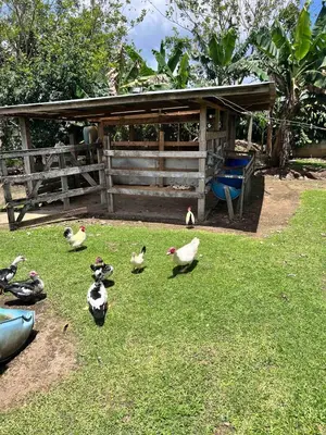 a group of ducks walking around in the grass at Volcano Refuge House in Fortuna