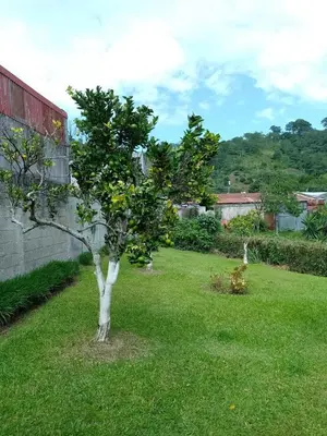 a small tree in a yard next to a building at Casa Victoria in Orosí