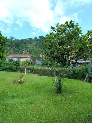 a tree in the middle of a green field at Casa Victoria in Orosí