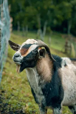 a goat standing in a field with its mouth open at Lake Arenal Hotel, Brewery & Farm in Tilarán