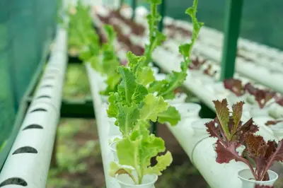 a row of green plants in white plastic pots at Lake Arenal Hotel, Brewery & Farm in Tilarán