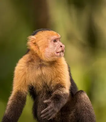 a monkey is sitting on its hind legs at Surf Casitas - Low Tide Bungalow in Santa Teresa Beach