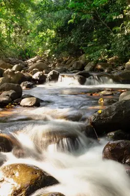 a stream of water with rocks and trees at Chiri's Cabin in San Gerardo