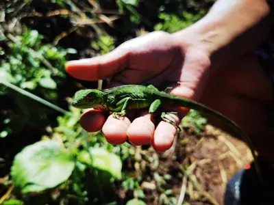 a person holding a frog on a bunch of berries at Somos Zapatón Catarata EL REY in Zapatón