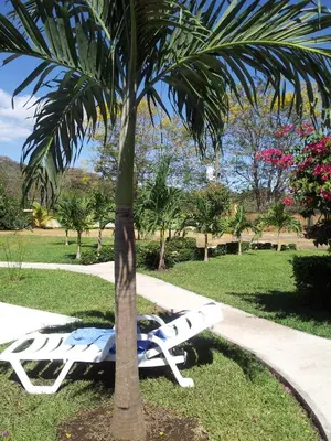 a palm tree next to a hammock under a palm tree at Apartments-Villas Playa Potrero 1 in Potrero