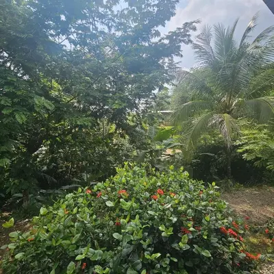 a garden with a bunch of flowers and a palm tree at Cabaña y Piscina el Lorito in Uvita