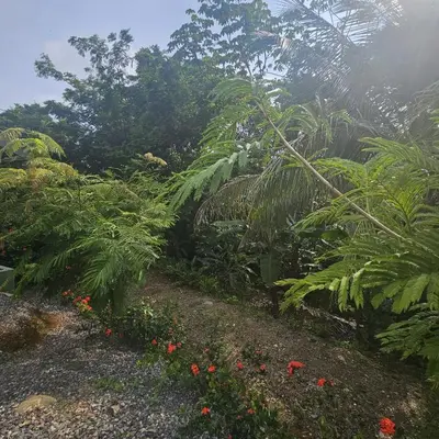 a garden with plants and flowers in the foreground at Cabaña y Piscina el Lorito in Uvita