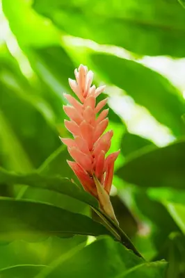 a red flower on a green plant with green leaves at Awake Uvita in Uvita