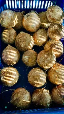 a pile of coconuts sitting on a blue tray at Awake Uvita in Uvita