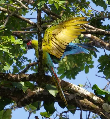 a yellow bird is perched on a tree branch at Mirador Prendas in Sarapiquí