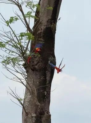 two birds perched on the side of a tree at Punta Leona, beach 5mn,gated parking, AC, TV, WiFi in Quebrada Ganado