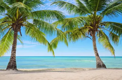 two palm trees on a beach near the ocean at Casa Pura Vida in Puntarenas