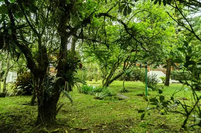 a tree in a field with green grass at Hotel Holístico Monteverde in Monteverde Costa Rica