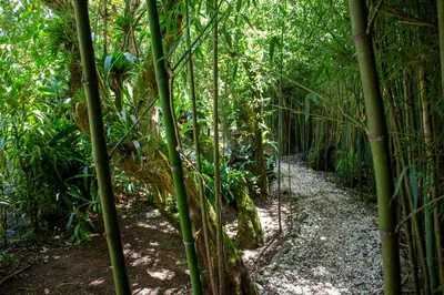 a path in the bamboo forest at Hotel Holístico Monteverde in Monteverde Costa Rica