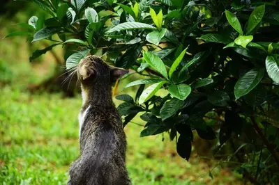 a cat is looking up at a tree at Natural - cabin, 30 min Fortuna, wifi 200mb in San Pedro